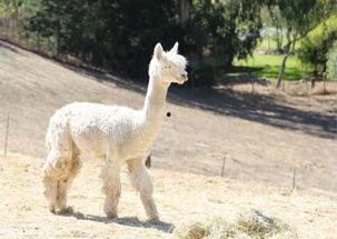 爆料美国羊驼是真的吗视频,美国羊驼视频爆料背后的真实情况 第1张 爆料美国羊驼是真的吗视频,美国羊驼视频爆料背后的真实情况 第1张